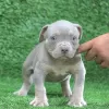 Photo №1. american bully - for sale in the city of Амстердам | 687$ | Announcement № 105796