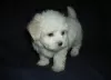 Photo №1. maltese dog - for sale in the city of Hannover | 371$ | Announcement № 107509