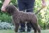 Additional photos: Lagotto Romagnolo puppies