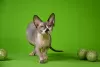 Photo №2 to announcement № 23177 for the sale of sphynx-katze - buy in Russian Federation from nursery