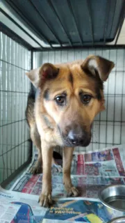 Additional photos: Metis Shepherd Dog looking for a home