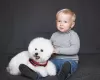 Additional photos: Bichon Frize puppies