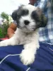 Photo №2 to announcement № 10641 for the sale of lhasa apso - buy in Ukraine from nursery