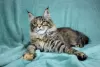 Photo №4. I will sell maine coon in the city of Volgograd. from nursery - price - 405$