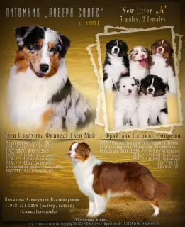 Photo №1. australian shepherd - for sale in the city of Kirov | 562$ | Announcement № 4228