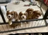 Photo №1. cavalier king charles spaniel - for sale in the city of Vilnius | negotiated | Announcement № 119698