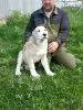 Photo №2 to announcement № 44868 for the sale of central asian shepherd dog - buy in Egypt from nursery, breeder