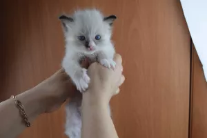 Additional photos: Kittens Ragdoll