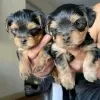 Photo №2 to announcement № 120626 for the sale of yorkshire terrier - buy in Finland private announcement, breeder