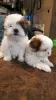 Photo №2 to announcement № 54784 for the sale of shih tzu - buy in Finland breeder