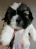 Additional photos: Shih Tzu