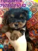 Photo №1. yorkshire terrier - for sale in the city of Krymsk city | 15000$ | Announcement № 8765