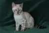 Photo №2 to announcement № 40303 for the sale of bengal cat - buy in Ukraine from nursery, breeder