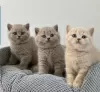 Photo №1. british shorthair - for sale in the city of Floral Park | negotiated | Announcement № 122121