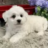 Photo №2 to announcement № 48692 for the sale of bichon frise - buy in United States private announcement