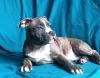 Additional photos: American Staffordshire Terrier puppies