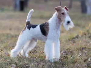 Additional photos: Fox terrier