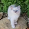 Photo №1. ragdoll - for sale in the city of Франкфурт-на-Майне | 317$ | Announcement № 109688