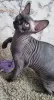 Photo №2 to announcement № 78531 for the sale of sphynx cat - buy in United Kingdom breeder