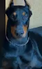 Photo №3. doberman puppy. Russian Federation