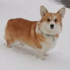 Photo №2. Mating service welsh corgi. Price - Negotiated