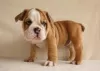 Photo №2 to announcement № 63949 for the sale of english bulldog - buy in United States 