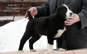 Additional photos: Central asian shepherd dog