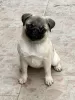 Photo №3. Young female pug. Serbia