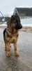 Photo №1. german shepherd - for sale in the city of Minsk | 321$ | Announcement № 89547