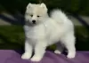 Additional photos: Samoyed puppies for sale