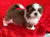 Photo №1. shih tzu - for sale in the city of Alaska | 450$ | Announcement № 66415