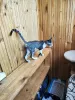 Additional photos: Peterbald kittens