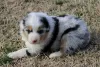 Photo №1. australian shepherd - for sale in the city of Virginia Beach | negotiated | Announcement № 110084