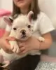 Photo №2 to announcement № 128699 for the sale of french bulldog - buy in Germany private announcement