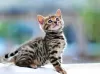 Photo №2 to announcement № 9767 for the sale of bengal cat - buy in Belarus 