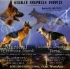 Photo №1. german shepherd - for sale in the city of Ханты-Мансийск | negotiated | Announcement № 9504