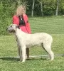 Photo №4. I will sell irish wolfhound in the city of Erre. breeder - price - 2642$