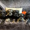 Photo №3. Stunning litter of miniature schnauzers. United States