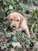 Photo №1. labrador retriever - for sale in the city of San Jose | 310$ | Announcement № 128733