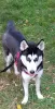 Photo №1. siberian husky - for sale in the city of Esslingen am Neckar | 1656$ | Announcement № 13677