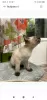 Photo №2 to announcement № 6757 for the sale of mekong bobtail - buy in Russian Federation from nursery, breeder