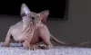 Photo №1. sphynx-katze - for sale in the city of Kharkov | 2500$ | Announcement № 13209