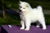 Additional photos: Samoyed puppies for sale