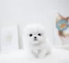 Photo №1. maltese dog - for sale in the city of Sydney Olympic Park | 300$ | Announcement № 99113