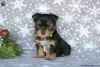 Photo №1. yorkshire terrier - for sale in the city of Goslar | 400$ | Announcement № 63826