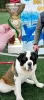 Additional photos: Saint Bernard puppies