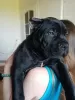 Photo №1. cane corso - for sale in the city of Лида | negotiated | Announcement № 19817