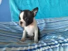 Additional photos: Boston Terrier