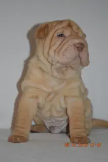 Photo №1. shar pei - for sale in the city of Tyumen | 486$ | Announcement № 4227