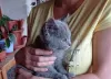 Additional photos: The British Shorthair Kittens